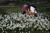 Cotton Grass, Sirmilik