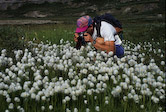 Arctic Cotton Grass