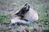 Arctic Hare