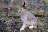 Arctic Fox