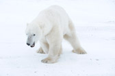 Polar Bear Roar