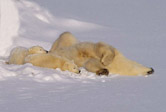 Mother & Cubs