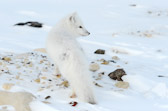 Arctic Fox