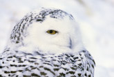 Snowy Owl