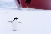 Antarctica 2 Adelie Penquin