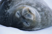 Antarctica 4 Weddell Seal