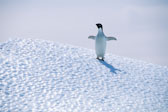 Antarctica 5 Adelie Penquin on Ice