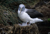 Antarctica 6 Albatross on nest