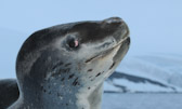 Leoaprd Seal