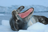 Leopard Seal