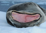 Leopard Seal - Threat Dispaly