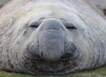 Elephant Seal Bull