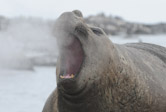 19 Elephant Seal Roaring