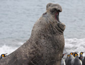 Elephant Seal Bull