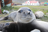 Elephant Seal Pups