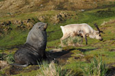 Fur Seal & Reindeer