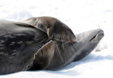 Weddell Seal