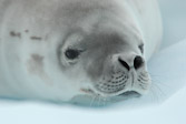 Crabeater Seal