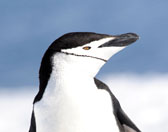 Chinstrap Penguin