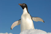 Adelie Penguin