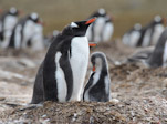 Gentoo Adult with chick