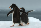 Gentoo Adult & Chick