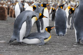 King Penguins mating  South Georgia