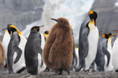 King Penguin Chick