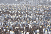 King Penguin Rookery