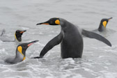 King Penguins swimming