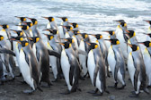 King Penguins