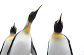 King Penguins