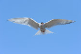 Antarctic Tern