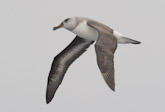 Grey Headed Albatross