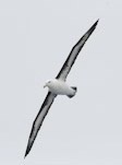Black Browed Albatross
