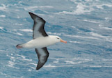 Black Browed Albatross