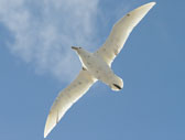 White Phase Giant Southern Petrel