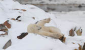 Nanuk stretching