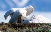 bird 1 Snowy Owls