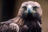 bird 2 Golden Eagle