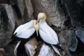 bird 4 Gannets