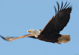 bird 5 Bald Eagle