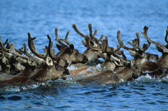 caribou migration 1