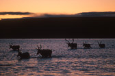 caribou migration 2