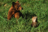 Grizzly with cub, Khutzymateen Sanctuary