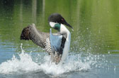 loon 5