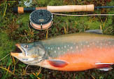 Arctic Char fly-fishing, Labrador