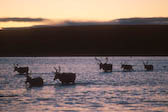 Caribou crossing the Koksoak Rivr, Quebec