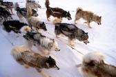 Canadian Eskimoe Sled Dogs