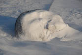 Sled Dog in storm